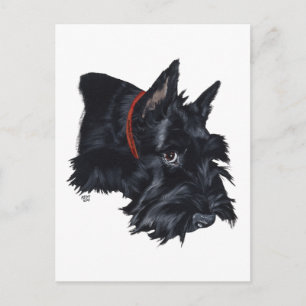 Schottischer Terrier ruht Postkarte