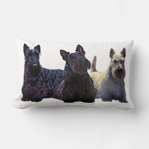 Schottischer Terrier Schwarz/Weizen-Trio, schwarze Lendenkissen