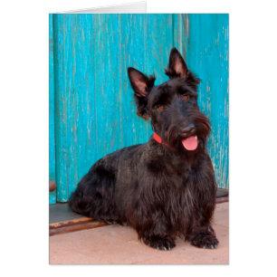 Schottischer Terrier sitzt neben einer farbenfrohe