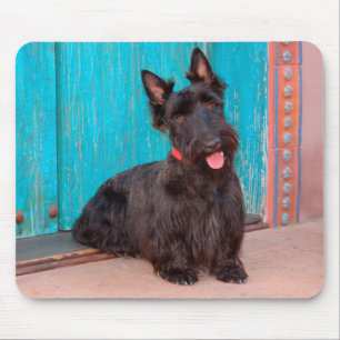 Schottischer Terrier sitzt neben einer farbenfrohe Mousepad