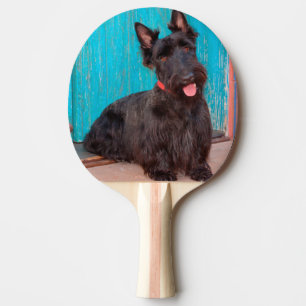 Schottischer Terrier sitzt neben einer farbenfrohe Tischtennis Schläger