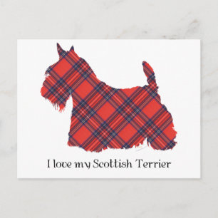 Schottischer Terrier Stewart Tartan Postkarte