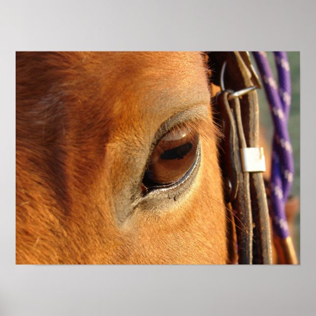 Schottisches Auge Poster (Vorne)