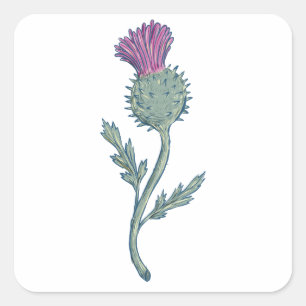 Schottisches Distel-Zeichnen Quadratischer Aufkleber