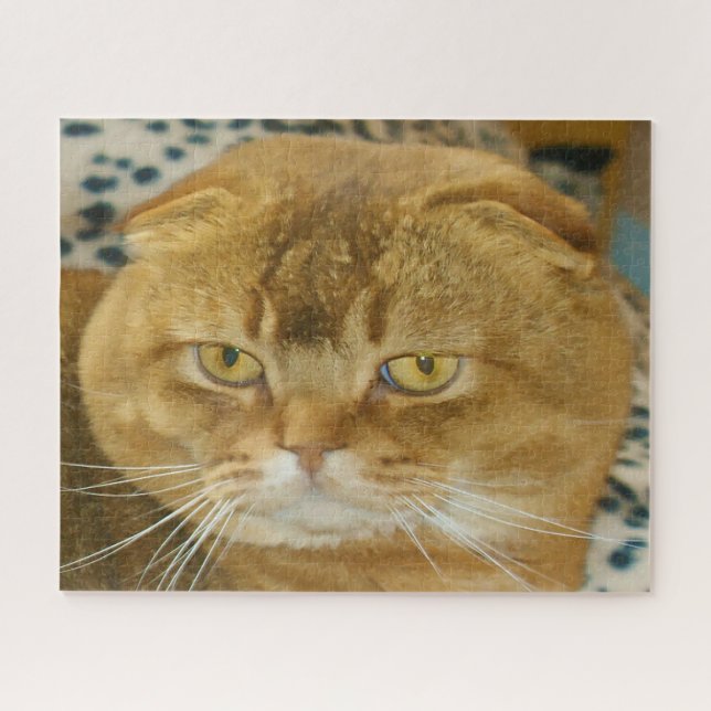 Schottisches Falten Kat Pedigree. (Horizontal)