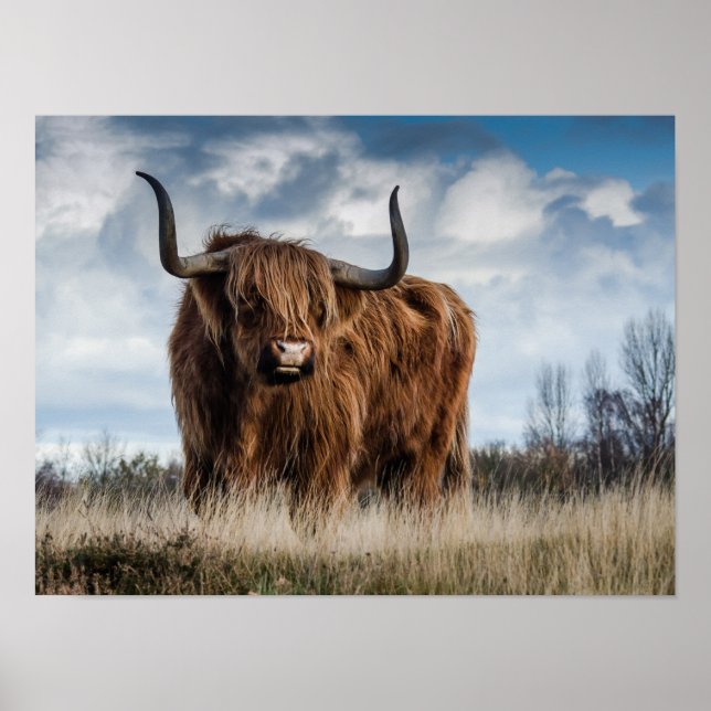 Schottisches Highland-Rind Poster (Vorne)