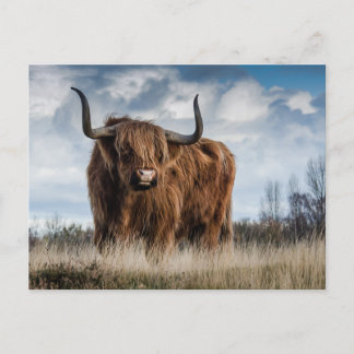 Schottisches Highland-Rind Postkarte