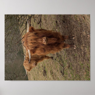 Schottisches Hochlandkuh-Fotografieplakat Poster