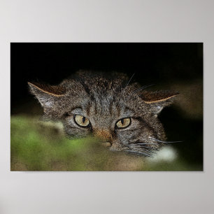 Schottisches Wildkatzenplakat Poster