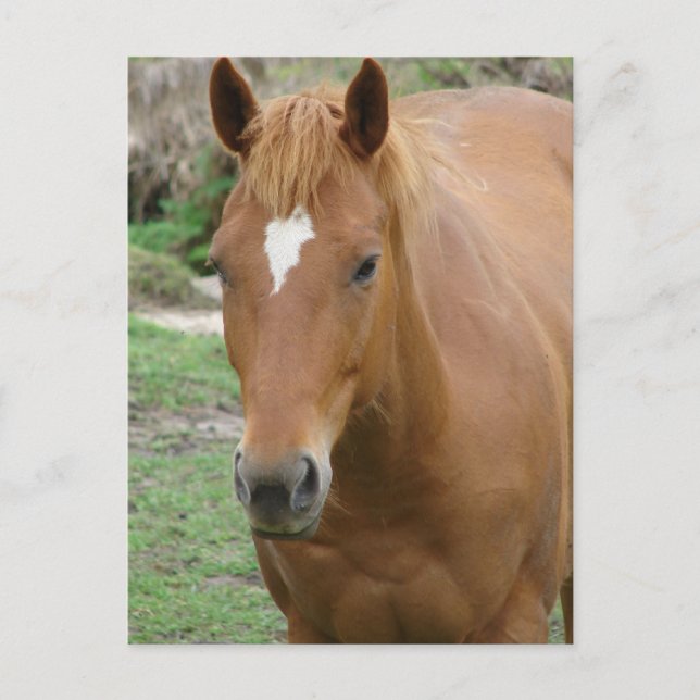 Schottland das Pferd Postkarte (Vorderseite)