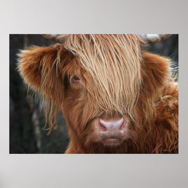 Schottland Highland Cow, Highlander, Schottland Poster (Vorne)