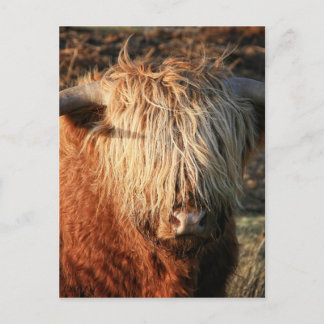 Schottland Highland Cow - Schottland Postkarte