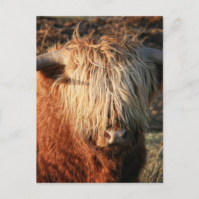 Schottland Highland Cow - Schottland Postkarte (Vorderseite)