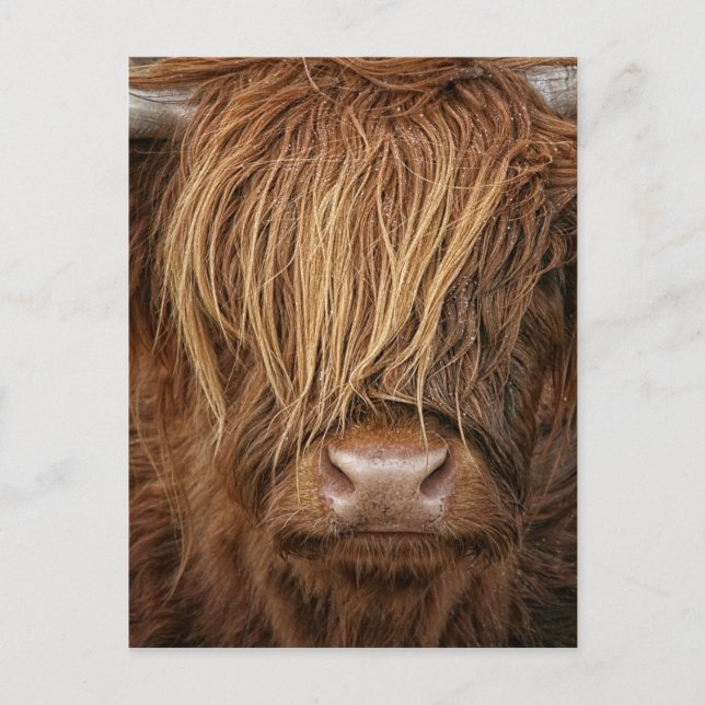 Schottland Highland Cow - Schottland Postkarte (Vorderseite)