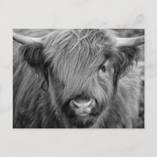 Schottland Highland Cow - Schottland Postkarte