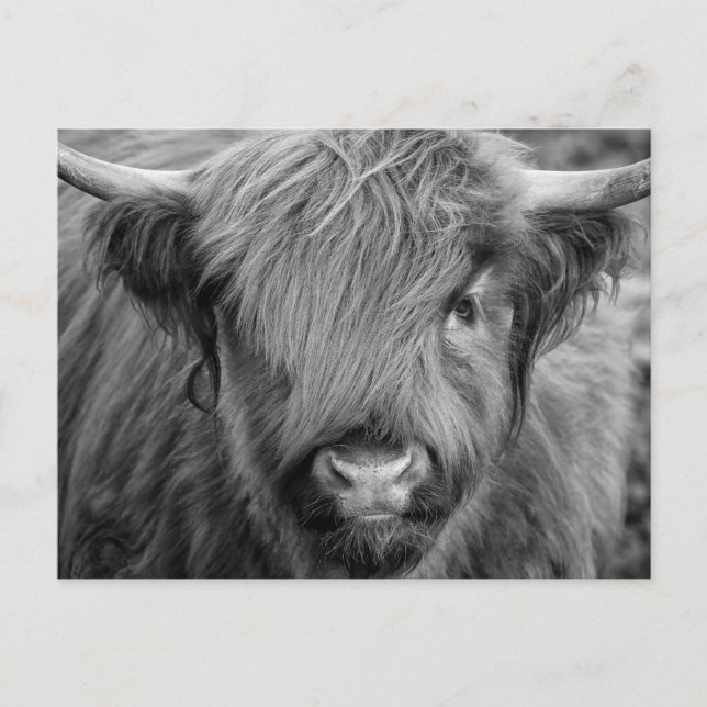 Schottland Highland Cow - Schottland Postkarte (Vorderseite)
