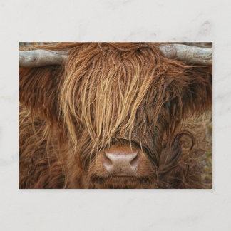 Schottland Highland Cow - Schottland Postkarte
