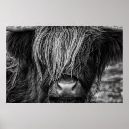 Schottland-Hochland-Kuh, Highlander, Highland Catt Poster