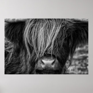 Schottland-Hochland-Kuh, Highlander, Highland Catt Poster