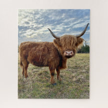 Schottland-Hochland-Kuhzuchtgebiet