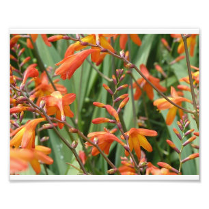 Schottland mit Blumen Fotodruck