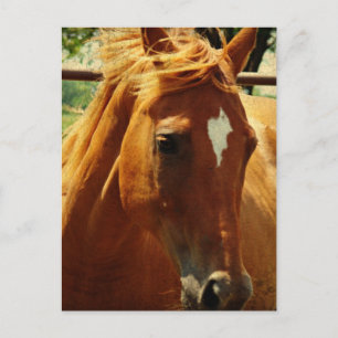 Schottland Postkarte