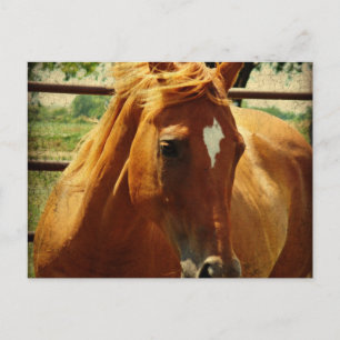 Schottland Postkarte