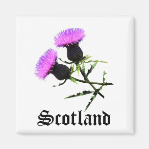 Schottland, Thistle Magnet