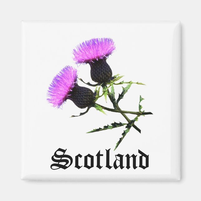 Schottland, Thistle Magnet (Vorne)
