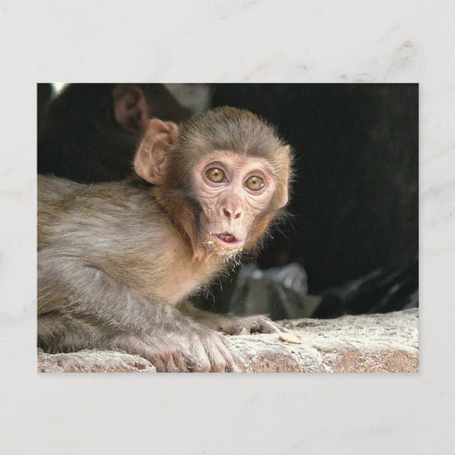 Schrecklicher Affe mit großen Augen Postkarte (Vorderseite)