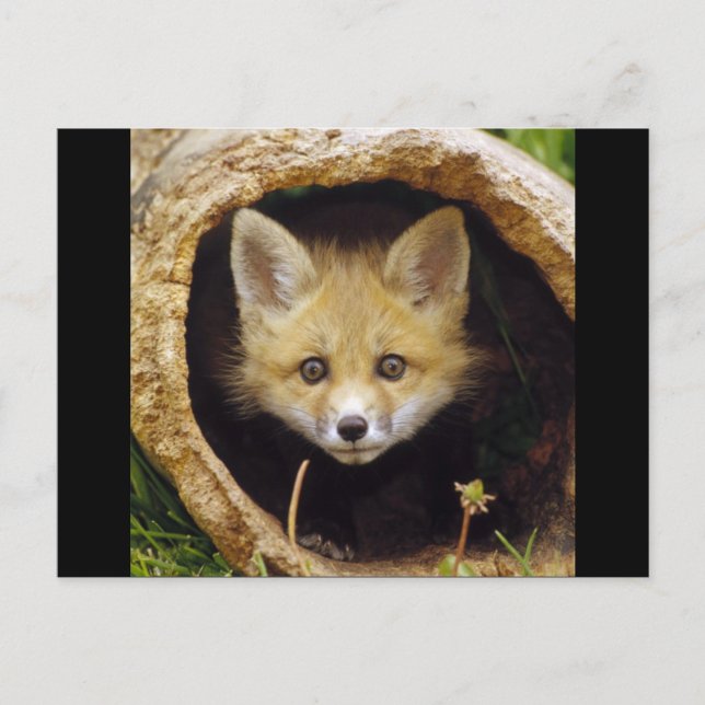 Schrecklicher Little Fox Postkarte (Vorderseite)