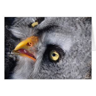 Schreckliches Auge