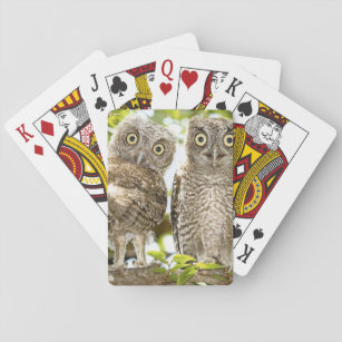 Schrei-Eulen-Küken 2 Spielkarten