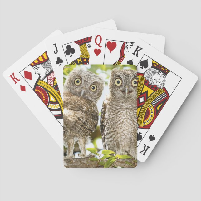Schrei-Eulen-Küken 2 Spielkarten (Rückseite)