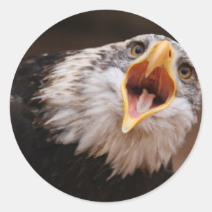 Schreiender Eagle-Aufkleber Runder Aufkleber