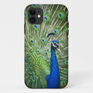 Schreiender Pfau title_seo2