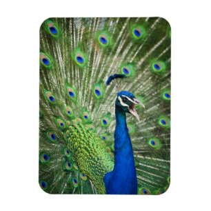 Schreiender Pfau Magnet
