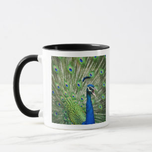 Schreiender Pfau Tasse