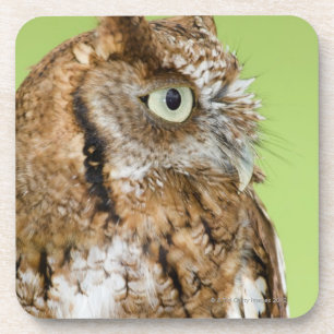 Schreieulenporträt Untersetzer