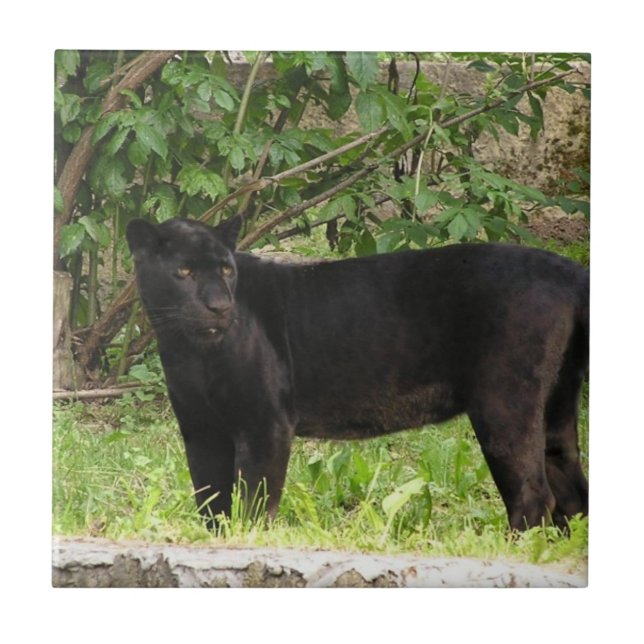 Schreitene Panther-Fliese Fliese (Vorderseite)