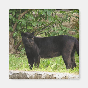 Schreitener Panther-Magnet Magnet