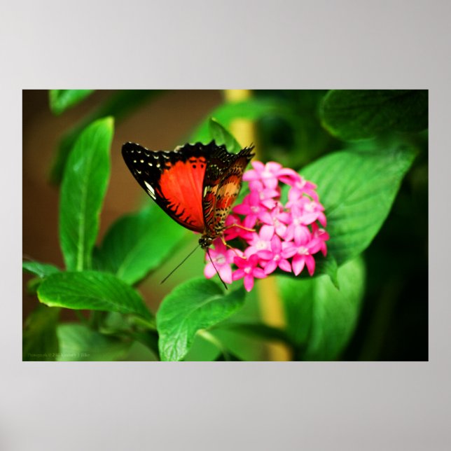 Schriftbücher von Cethosia Print Poster (Vorne)