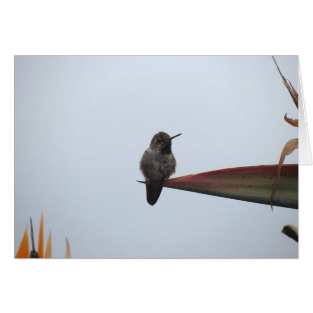 Schroffer Kolibri 2014 (Vorderseite (Horizontal))