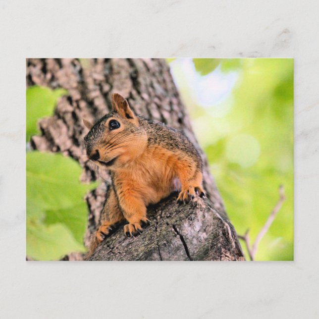 schüchtern feiertagspostkarte (Vorderseite)