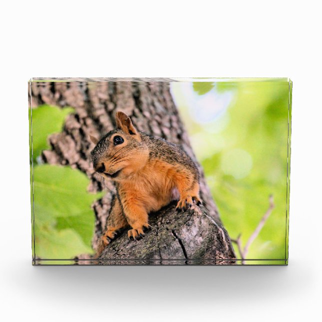 schüchtern fotoblock (Vorderseite)