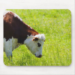 Schüchtern Sie das Weiden lassen auf einem Gebiet Mousepad