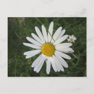 Schüchterne Margarithe Postkarte