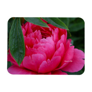 Schüchterne Rosa Pfingstrose Magnet