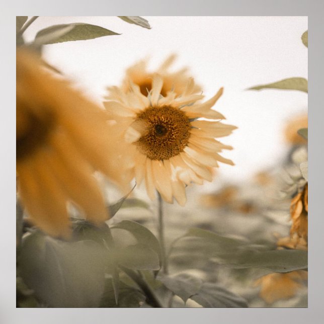 Schüchterne und traumhafte Sonnenblume Poster (Vorne)