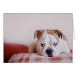 Schüchterner englischer Bulldoggen-Welpe